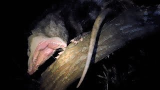 Feeding The Wild Opossum In A Tree  My Backyard [upl. by Ahsinik]