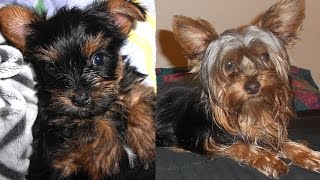 Yorkie Puppy Growing Up [upl. by Stephan]