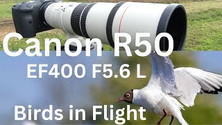 Field Review Canon R50 400mm EF F56 USM L lens birds stabilization autofocus handholding [upl. by Ruthy196]