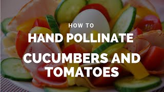 How To Hand Pollinate Cucumbers and Tomatoes View in HD [upl. by Hiram]