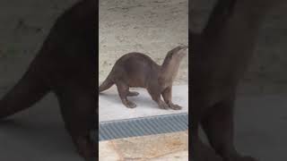 Smooth Coated Otters from Singapore [upl. by Marilla]