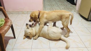 Labrador Retriever MotherampSon❤️Labrador RetrieverMutter und Sohn❤️Labrador Retriever Madre e Figlio [upl. by Ballinger]