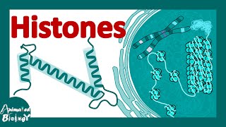 Histones  histones and nucleosomes  histone modification  structure of histones [upl. by Zemaj421]