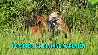 BINTANG MARENTEN SE NUSANTARA  CIBADAK ONE  PORBBI JABAR [upl. by Guadalupe]