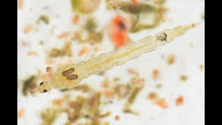 Torbay has creepy crawlies in its water supply So just what are phantom midges [upl. by Leyameg236]