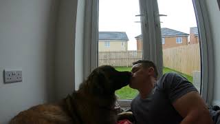 LEONBERGER DOG KISSES  BIG DOG KISSES [upl. by Harp]