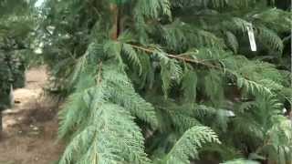 Leyland Cypress 30 sec Plant of the Day  Cupressocyparis leylandii [upl. by Medlin671]