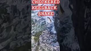 CHECKERED KEELBACK SNAKEcheckeredkeelbackwatersnakesnakeskinsnakevideoviralshortviralvideo [upl. by Ailices]