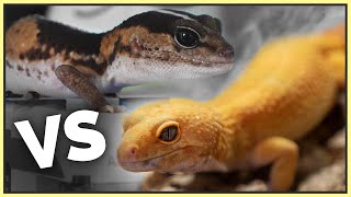 African Fat Tailed VS Leopard Geckos  Which is the Better Pet [upl. by Claudette]