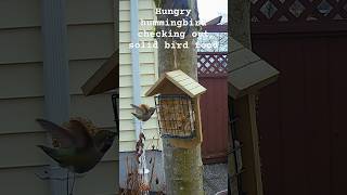 Hungry little hummingbird checking out the solid bird food in my backyard hummingbird birdfeeder [upl. by Ykceb]