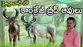 హైద్రాబాద్ లో కాంక్రేజ్ బ్రీడ్ ఆవులు  8639397186  Kankrej Breed Cows in Hyderabad [upl. by Temme570]