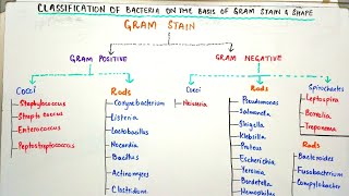 Classification of bacteria on the basis of gram stain and shapes of bacteria Easy lecture in hindi [upl. by Shepp872]