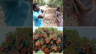 இதுக்குதான் வெட்டுறாங்களா pruning kavaathu [upl. by Misty]