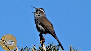 Bewicks Wren Bird  Song Calls Preening [upl. by Ulick]