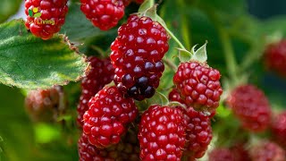 From Garden to Table Beautiful Raspberries for a Sweet Healthy Treat [upl. by Otinauj]