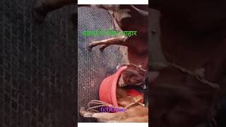 बछडो़ के लिए फ़ीड dairy dairyfarm trending youtubeshorts farming shorts [upl. by Ahserkal]