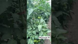 High early yield tomato Paronset F1 from Syngenta greenhouse tomato domates помидор [upl. by Naaman]