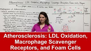 Atherosclerosis Pathogenesis LDL Oxidation Macrophage Scavenger Receptors Foam Cells amp Plaques [upl. by Sirc352]