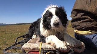 Working Dogs  Farm To Fork Wyoming [upl. by Franzen608]