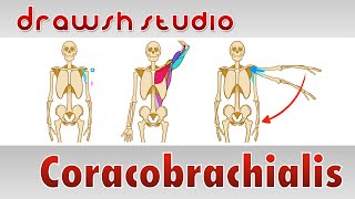 The Coracobrachialis Muscle [upl. by Elocen]