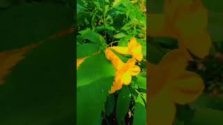 How to grow tecoma from cuttinggulzaremadinanursary youtubeshorts tecoma flowers shorts [upl. by Sinnylg]