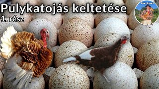 Pulykatojás keltetése  A keltetés alapjai tojások előkészítése a keltetőgép elindítása 1 rész [upl. by Nolan]