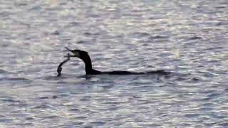 cormorano mangia anguilla [upl. by Ayrotal]