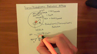 The Sarco  Endoplasmic Reticulum Calcium ATPase SERCA Part 1 [upl. by Auston632]