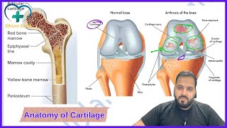 Anatomy of Cartilage  Aboo Med  Tikrit 2Y Lec1 [upl. by Ahsenrac26]