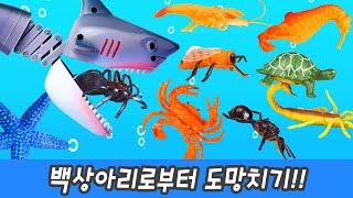 한국어ㅣ백상아리로부터 도망치기 해양동물과 곤충 이름 외우기 코레샵ㅣ꼬꼬스토이 [upl. by Lawford]