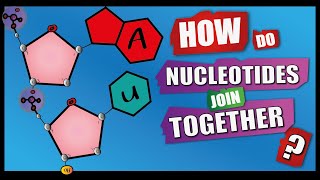 How Do Nucleotides Join Together  A Level Biology  Phosphodiester Bonds  Condensation reactions [upl. by Nissensohn]