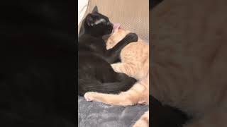 Best cats catvideos catlover [upl. by Schott]