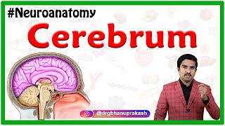 Cerebrum  Usmle Gross Anatomy  Relations and External features  Neuroanatomy animations [upl. by Lorre]