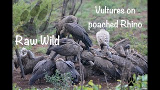 Vultures fighting over poached rhino carcass  Raw Wild [upl. by Pulsifer]