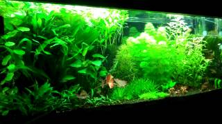 Setting up your first Planted Aquarium Part 2 Substrate amp Fertilizers [upl. by Terrye649]