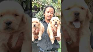 duo gembul dan berbulu goldenretriever [upl. by Silenay]