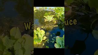 Water Lettuce Pond Plant Care  shorts [upl. by Donovan158]