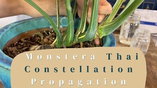 Monstera Thai Constellation Propagation Tips  propagating [upl. by Lyndell606]