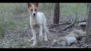 Wild Dogs in Australia [upl. by Ziza]