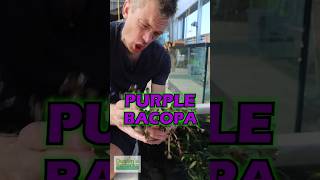 Bacopa Salzmannii Purple Aquarium Plant For Sale [upl. by Keeryt]