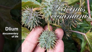 Ricinus Ricinus communis [upl. by Rubie344]