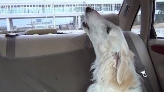 borzoi Dogs sing the Tchaikovsky violin concerto [upl. by Anilecram]