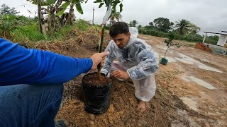 PLANTANDO ÁRVORES FRUTÍFERAS NA MINHA NOVA CASA [upl. by Sardella]