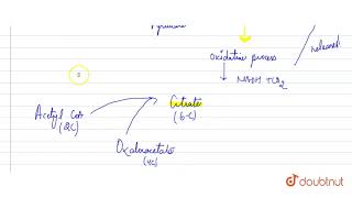 Before combining with OAA pyruvic acid is changed into [upl. by Enytsirk147]