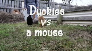 Duckies vs a mouse [upl. by Simsar]