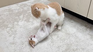 先輩猫に喧嘩を売ったら初めて反撃された子猫がまさかのこうなっちゃいました… [upl. by Entirb442]