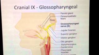 Cranial Nerves 9 of 12 Glossopharyngeal Nerve  Head and Neck Anatomy 101 [upl. by Akenet699]