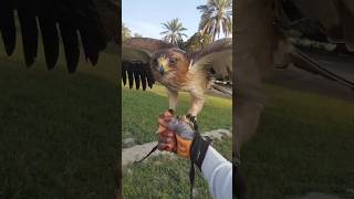 Booted Eagle Call shortvideo Shorts [upl. by Emelia574]