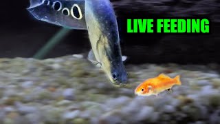 Live Feeding Clown Knife Fish [upl. by Violetta]