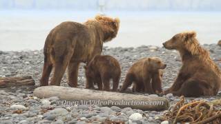 Alaskas Great Kodiak Bears  Ayakulik Adventures [upl. by Marissa758]